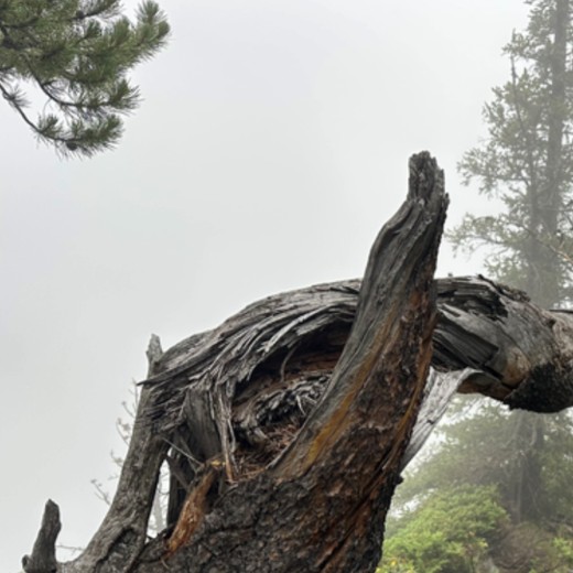 Foggy forest tree detail converted to PNG Foggy forest tree detail converted to PNG